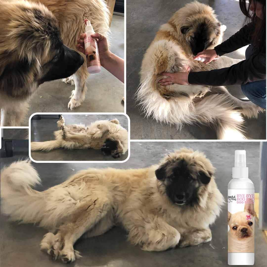 Bye Bye Boo Boo Soothing Spray by The Blissful Dog - product view 7